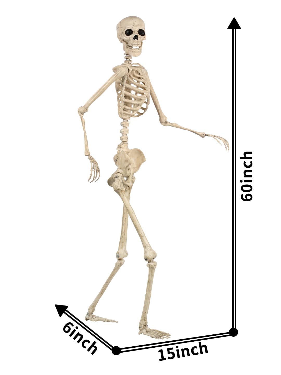 Life Size Posable Skeleton with Movable Joints F42617