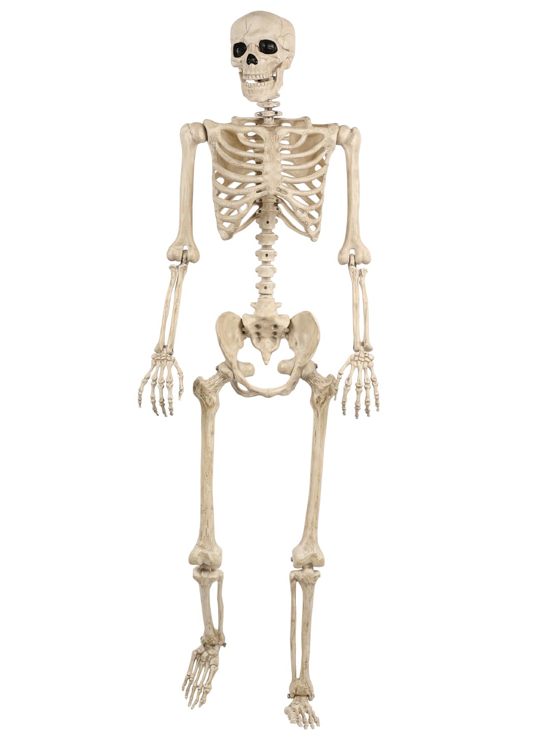 Life Size Posable Skeleton with Movable Joints F42617