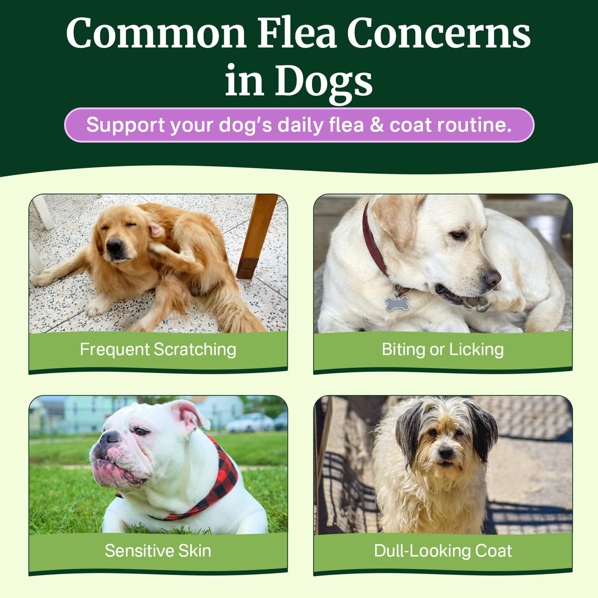 Dog Flea and Tick Prevention Chewables H371