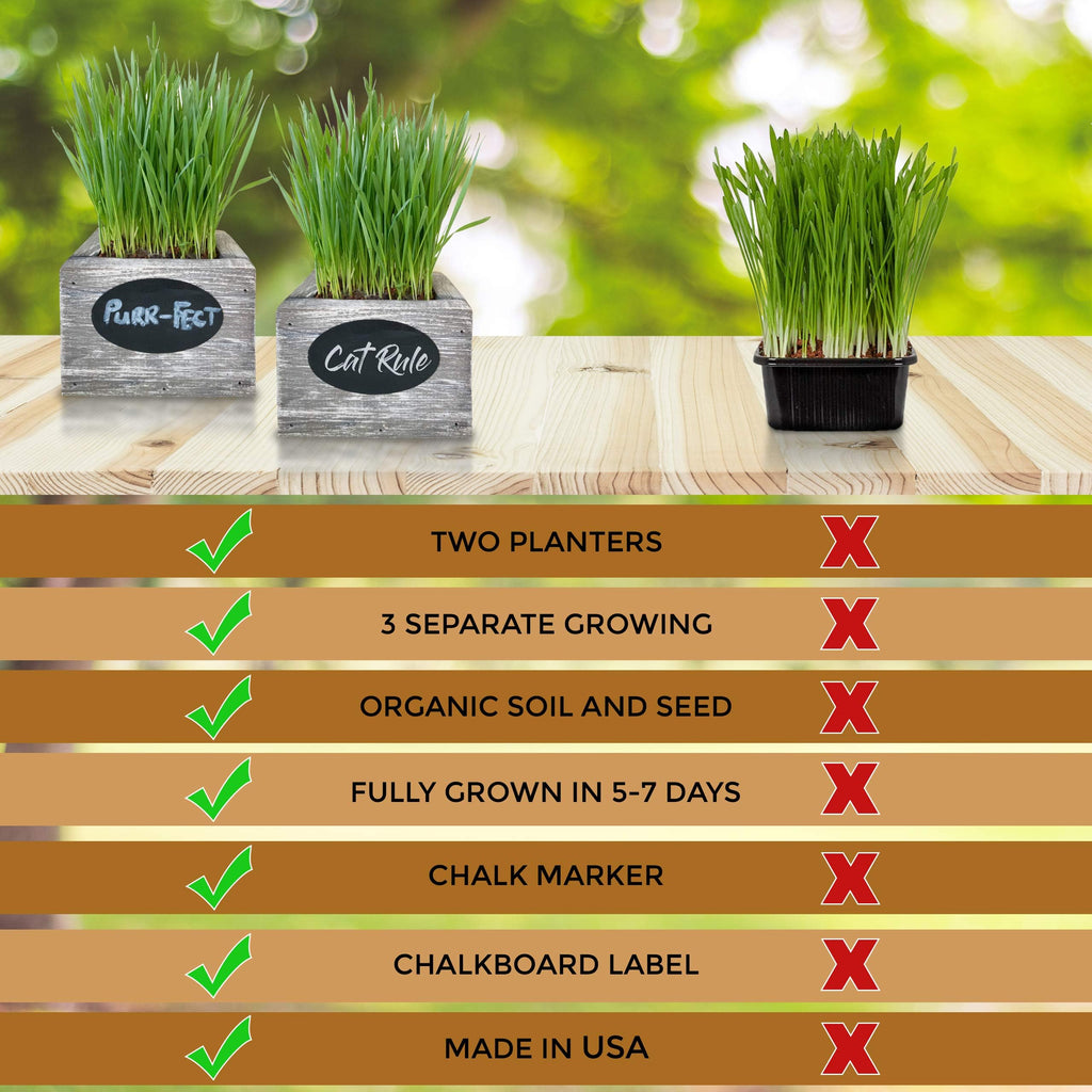 Organic Wheatgrass Seed & Soil Cat Grass Kit C208