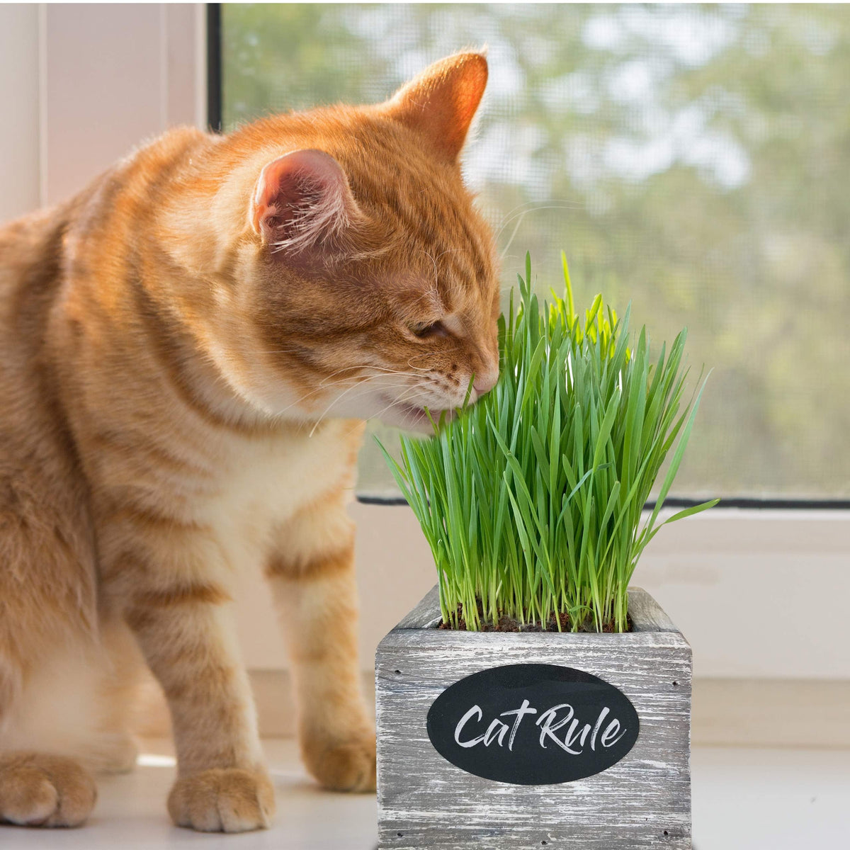 Organic Wheatgrass Seed & Soil Cat Grass Kit C208