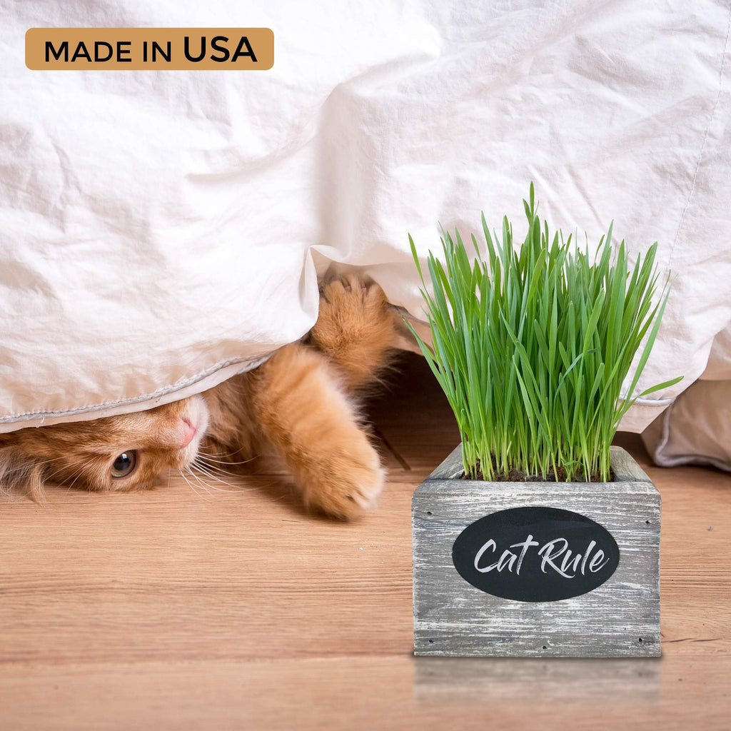 Organic Wheatgrass Seed & Soil Cat Grass Kit C208