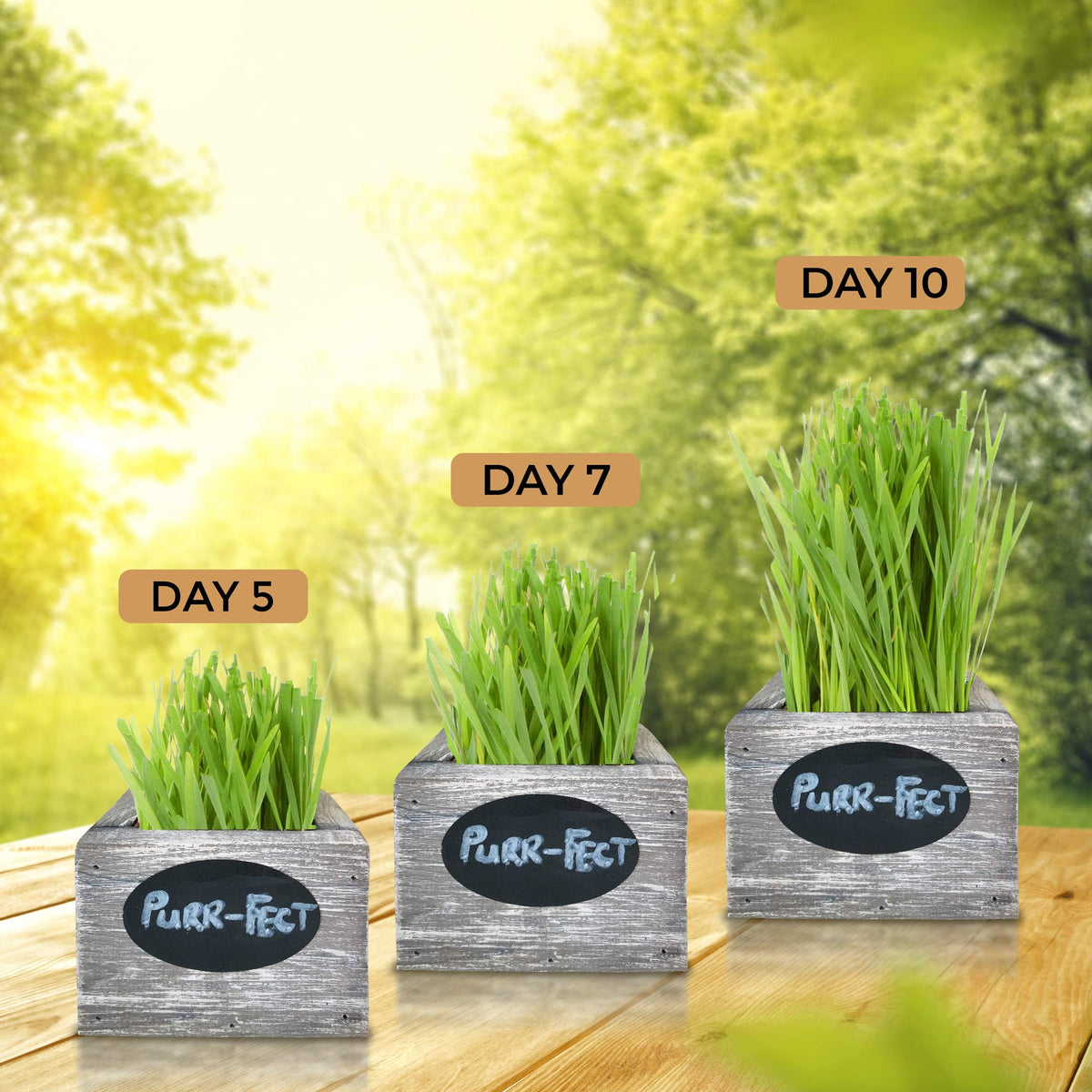 Organic Wheatgrass Seed & Soil Cat Grass Kit C208